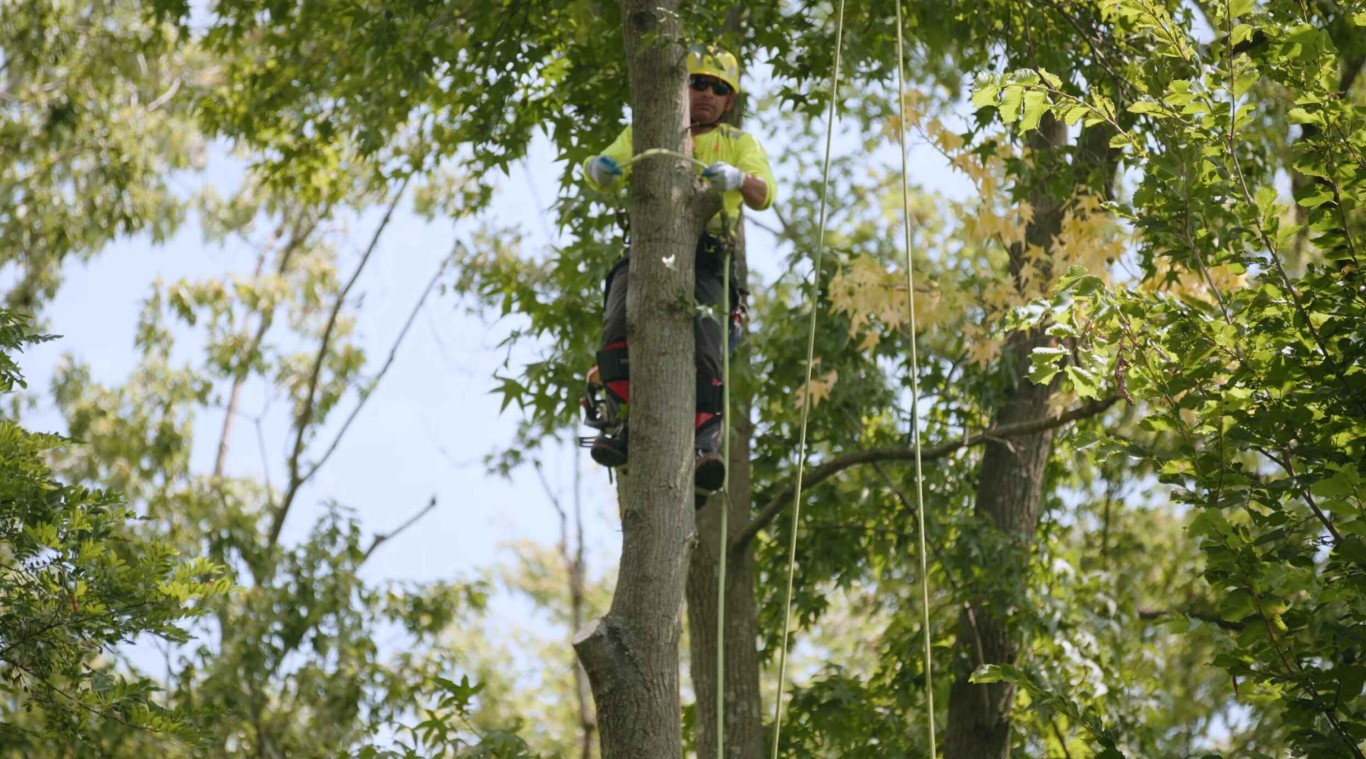 Arborist Consulting service in Carson, CA