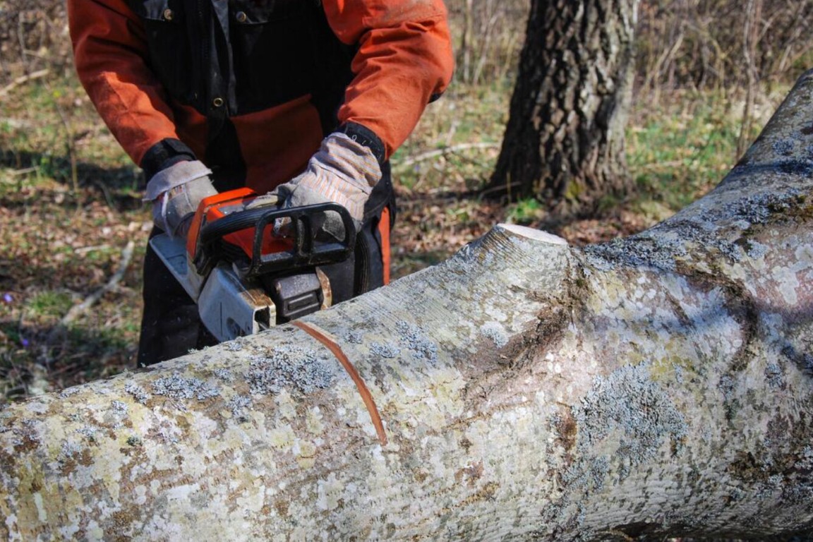 Shrub & Hedge Trimming service in Carson, CA