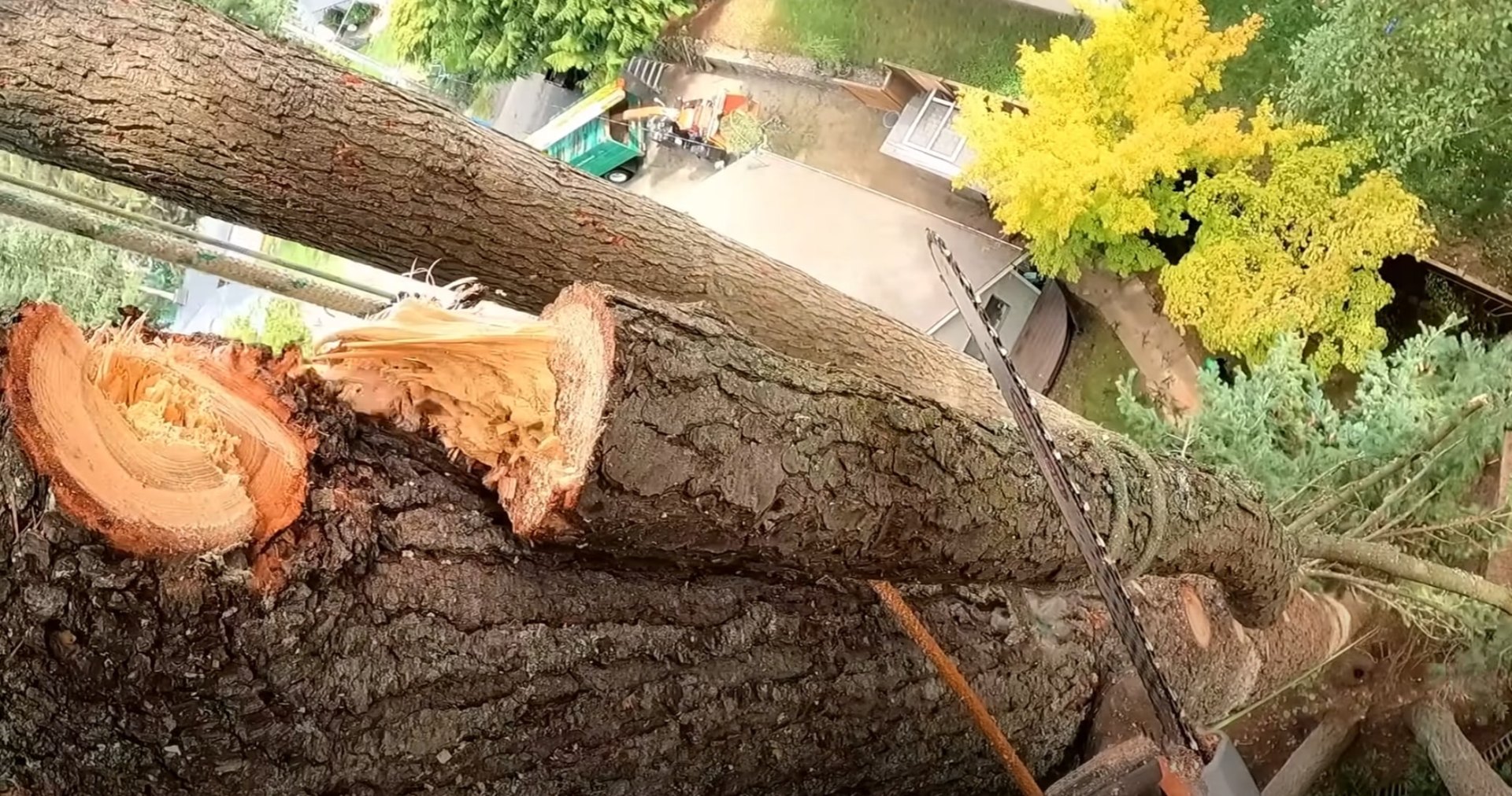 Large tree removal and sectioning Aerial view of large tree sectioning and removal process